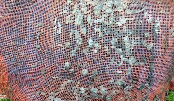 Nicht verrottendes Biofilm Aufwuchsträgermaterial welches nicht ausgewechselt werden muss. Selbst nach einer Ruhezeit von bis zu 6 Monaten (Unterlast) werden die Ablaufwerte der Anlage nach einer kurzen Einlaufphase wieder erreicht