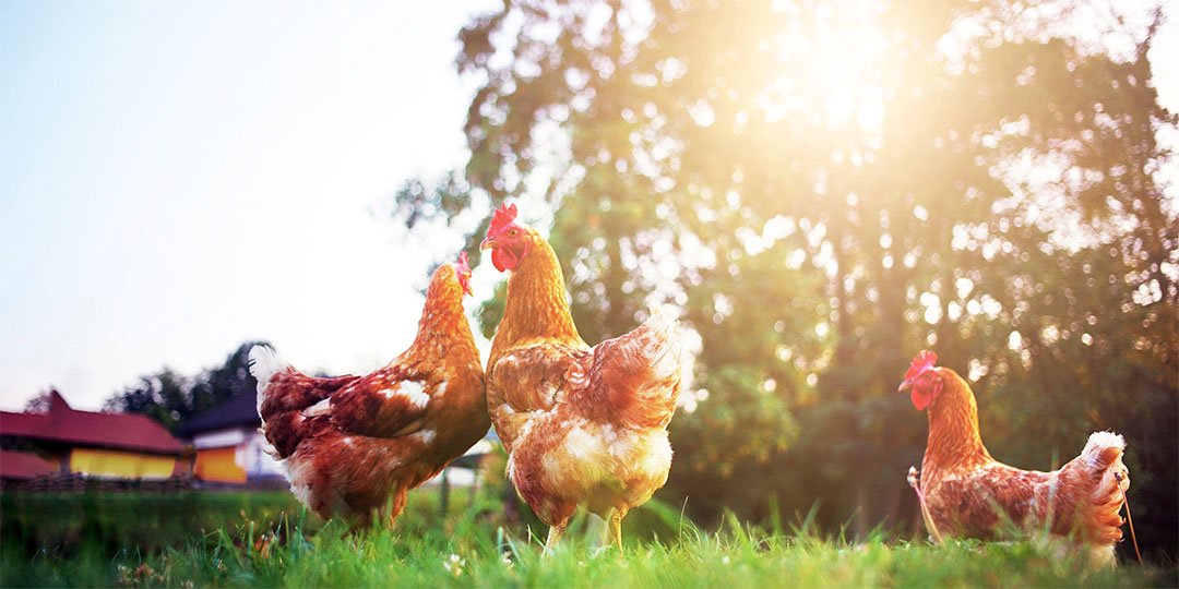 Verarbeitung von Geflügelfleisch
