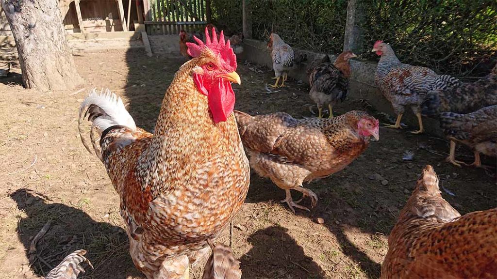 ClearFox® Abwasserbehandlung bei der Verarbeitung von Hühnerfleisch
