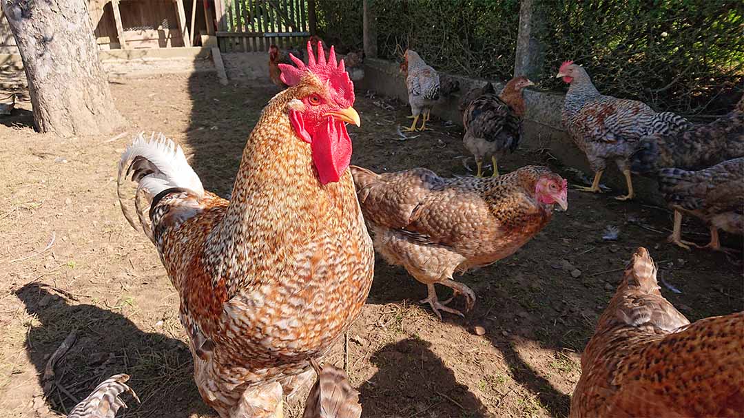 ClearFox® Abwasserbehandlung bei der Verarbeitung von Hühnerfleisch