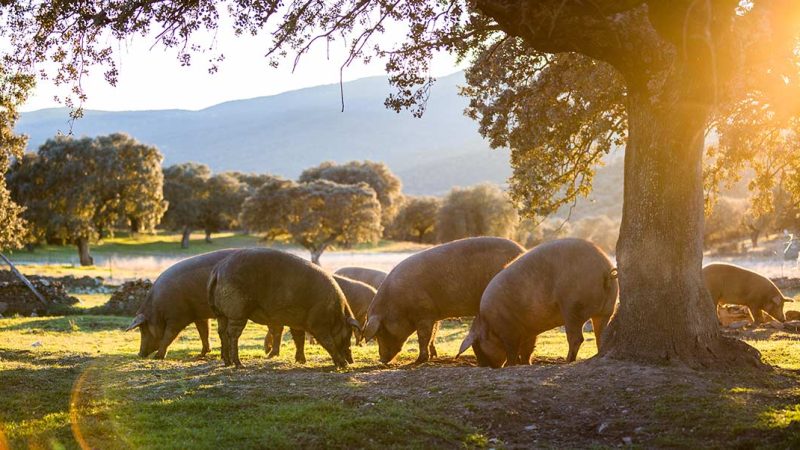 Abwasserbehandlung in der Schweinefleischverarbeitung