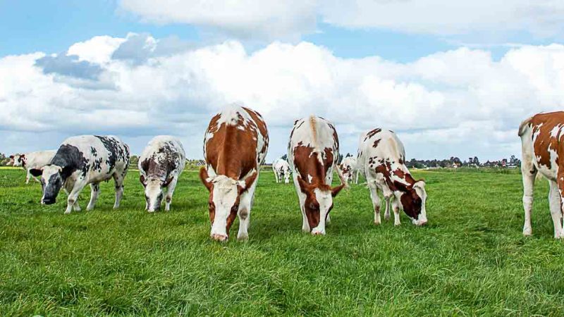 Dairy industry wastewater