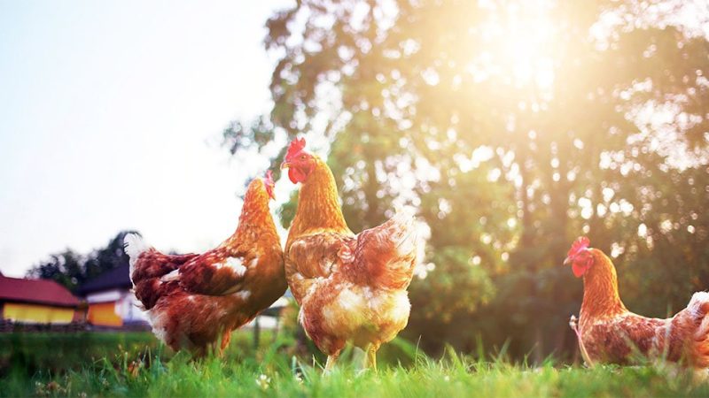 Verarbeitung von Geflügelfleisch