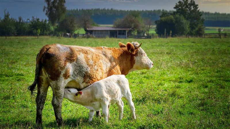 ClearFox® Abwasser aus der Landwirtschaft