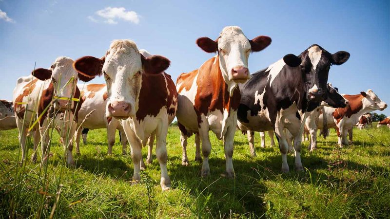 System zur Güllebehandlung